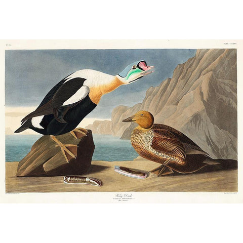 King Duck Gold Ornate Wood Framed Art Print with Double Matting by Audubon, John James