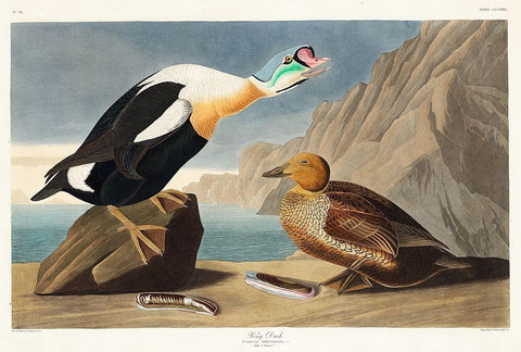 King Duck White Modern Wood Framed Art Print with Double Matting by Audubon, John James