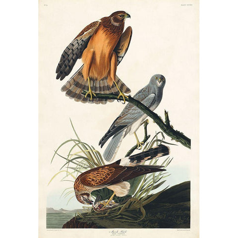 Marsh Hawk Black Modern Wood Framed Art Print with Double Matting by Audubon, John James