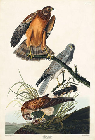 Marsh Hawk White Modern Wood Framed Art Print with Double Matting by Audubon, John James