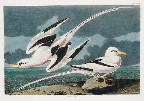 Tropic Bird Black Ornate Wood Framed Art Print with Double Matting by Audubon, John James