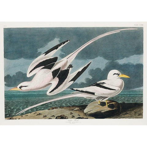 Tropic Bird Gold Ornate Wood Framed Art Print with Double Matting by Audubon, John James