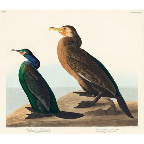 Violet-green Cormorant and Townsends Cormorant White Modern Wood Framed Art Print by Audubon, John James