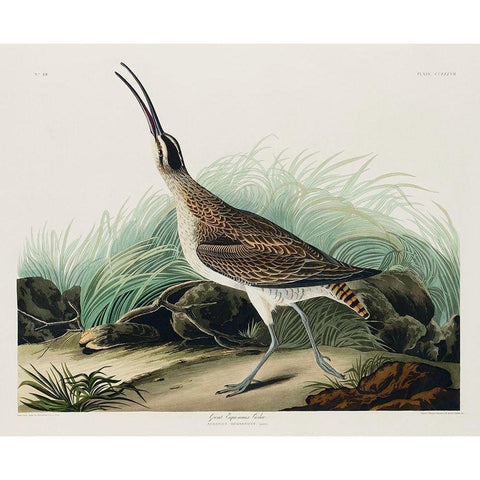 Hudsonian Curlew Gold Ornate Wood Framed Art Print with Double Matting by Audubon, John James