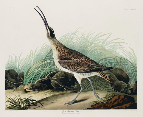 Hudsonian Curlew Black Ornate Wood Framed Art Print with Double Matting by Audubon, John James