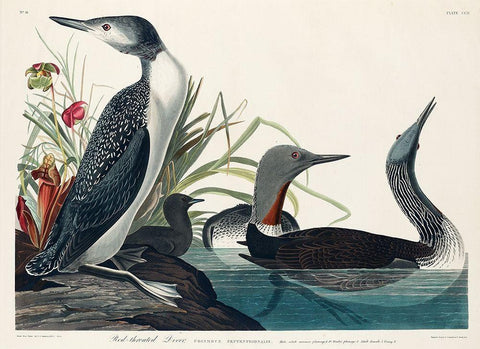 Red-Throated Diver Black Ornate Wood Framed Art Print with Double Matting by Audubon, John James