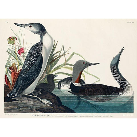 Red-Throated Diver Gold Ornate Wood Framed Art Print with Double Matting by Audubon, John James