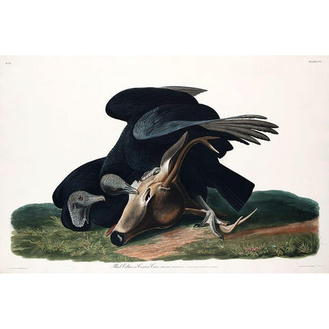 Black Vulture, or Carrion Crow Black Modern Wood Framed Art Print with Double Matting by Audubon, John James