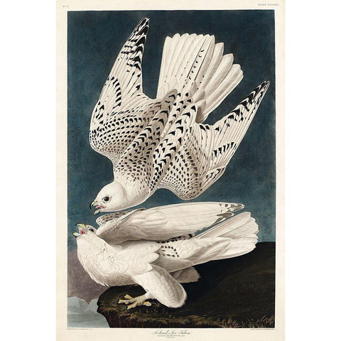 Iceland or Jer Falcon White Modern Wood Framed Art Print by Audubon, John James