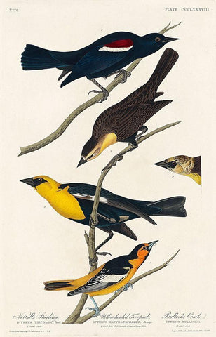 Nuttalls Starling, Yellow-headed Troopial and Bullocks Oriole Black Ornate Wood Framed Art Print with Double Matting by Audubon, John James