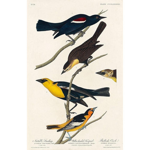 Nuttalls Starling, Yellow-headed Troopial and Bullocks Oriole White Modern Wood Framed Art Print by Audubon, John James