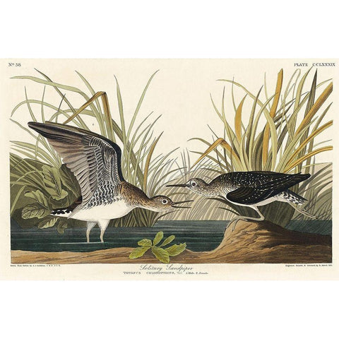 Solitary Sandpiper White Modern Wood Framed Art Print by Audubon, John James