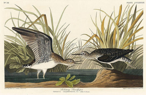 Solitary Sandpiper Black Ornate Wood Framed Art Print with Double Matting by Audubon, John James