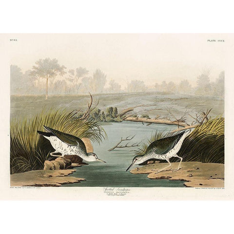 Spotted Sandpiper White Modern Wood Framed Art Print by Audubon, John James