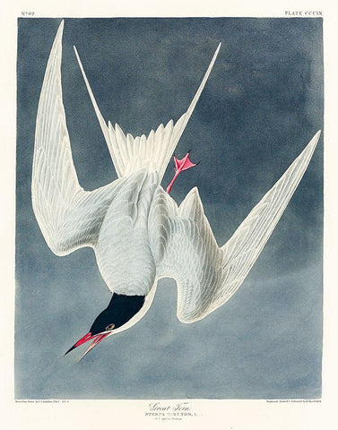 Great Tern White Modern Wood Framed Art Print with Double Matting by Audubon, John James