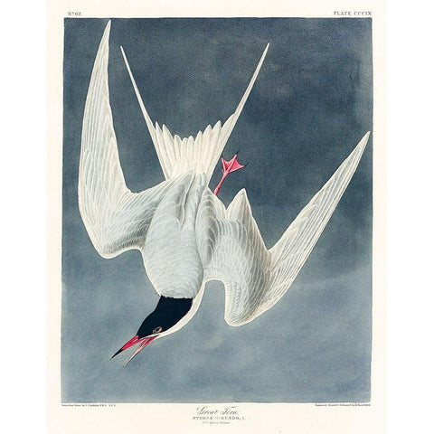 Great Tern White Modern Wood Framed Art Print by Audubon, John James