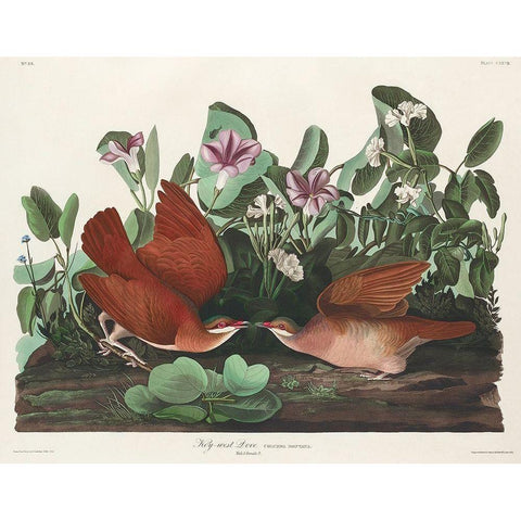 Key-west Dove White Modern Wood Framed Art Print by Audubon, John James