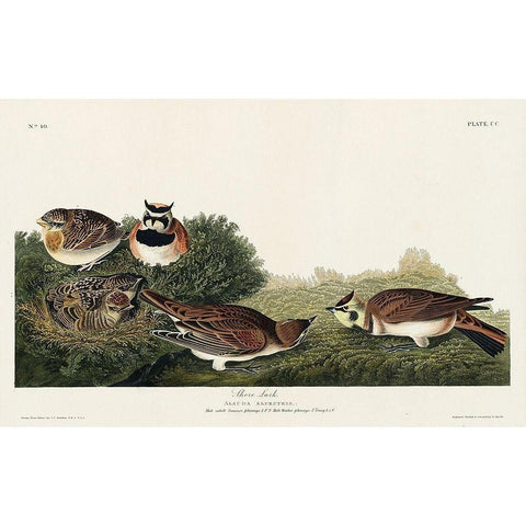 Shore Lark Gold Ornate Wood Framed Art Print with Double Matting by Audubon, John James