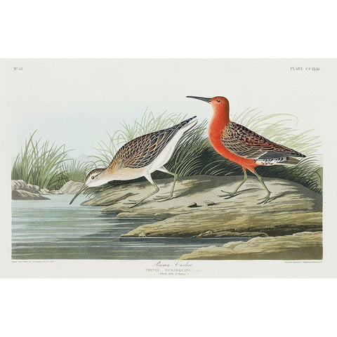 Pigmy curlew Gold Ornate Wood Framed Art Print with Double Matting by Audubon, John James