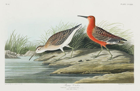 Pigmy curlew White Modern Wood Framed Art Print with Double Matting by Audubon, John James