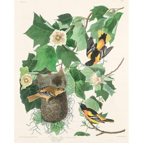 Baltimore Oriole Black Modern Wood Framed Art Print with Double Matting by Audubon, John James