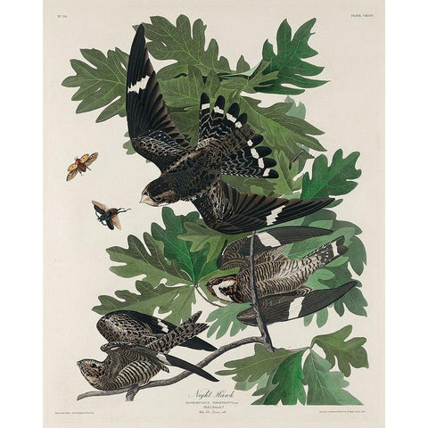 Night Hawk Gold Ornate Wood Framed Art Print with Double Matting by Audubon, John James