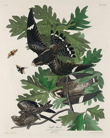 Night Hawk Black Ornate Wood Framed Art Print with Double Matting by Audubon, John James