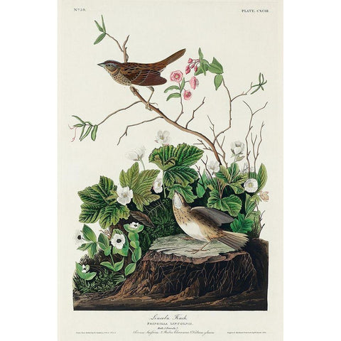 Lincoln Finch Gold Ornate Wood Framed Art Print with Double Matting by Audubon, John James