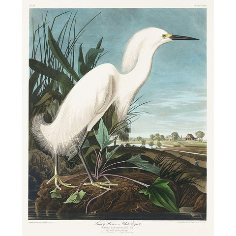 Snowy Heron, or White Egret Gold Ornate Wood Framed Art Print with Double Matting by Audubon, John James