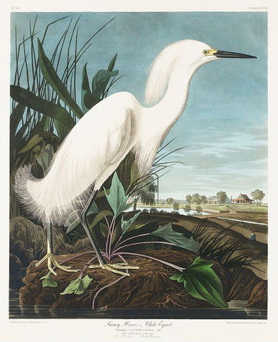 Snowy Heron, or White Egret Black Ornate Wood Framed Art Print with Double Matting by Audubon, John James