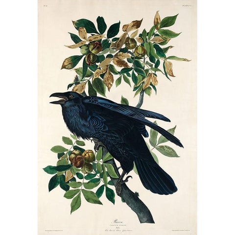 Raven White Modern Wood Framed Art Print by Audubon, John James