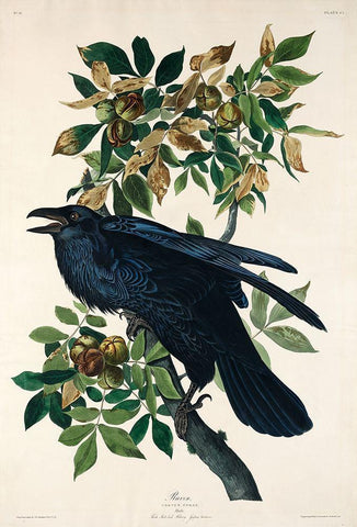 Raven White Modern Wood Framed Art Print with Double Matting by Audubon, John James