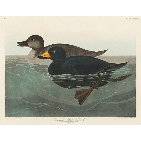 American Scoter Duck Gold Ornate Wood Framed Art Print with Double Matting by Audubon, John James