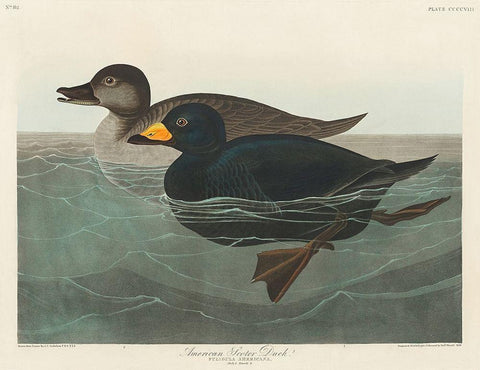 American Scoter Duck Black Ornate Wood Framed Art Print with Double Matting by Audubon, John James