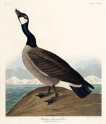 Hutchinss Barnacle Goose White Modern Wood Framed Art Print with Double Matting by Audubon, John James