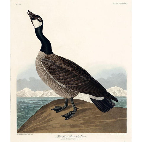 Hutchinss Barnacle Goose Black Modern Wood Framed Art Print with Double Matting by Audubon, John James