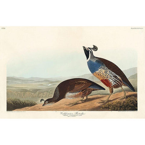 California Partridge Black Modern Wood Framed Art Print with Double Matting by Audubon, John James