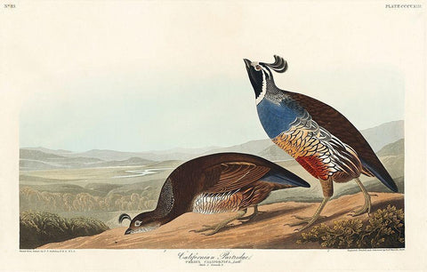 California Partridge Black Ornate Wood Framed Art Print with Double Matting by Audubon, John James