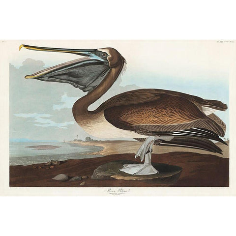 Brown Pelican Gold Ornate Wood Framed Art Print with Double Matting by Audubon, John James