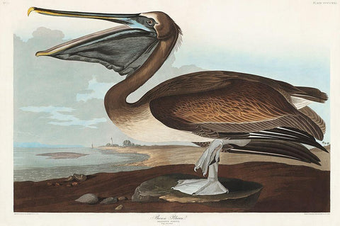 Brown Pelican White Modern Wood Framed Art Print with Double Matting by Audubon, John James