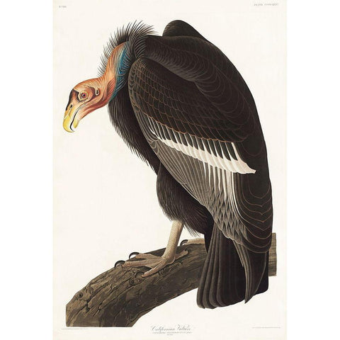 Californian Vulture Gold Ornate Wood Framed Art Print with Double Matting by Audubon, John James