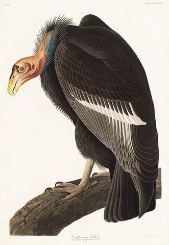 Californian Vulture White Modern Wood Framed Art Print with Double Matting by Audubon, John James