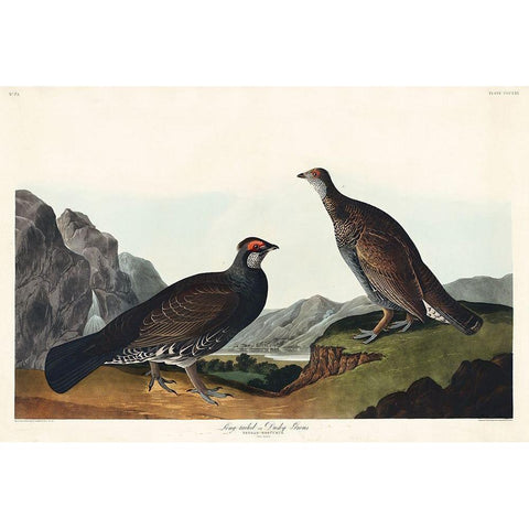 Long-tailed or Dusky Grous Black Modern Wood Framed Art Print with Double Matting by Audubon, John James