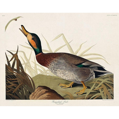 Bemaculated Duck Black Modern Wood Framed Art Print with Double Matting by Audubon, John James