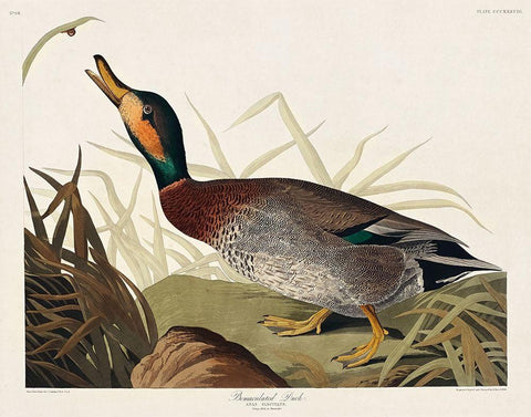 Bemaculated Duck Black Ornate Wood Framed Art Print with Double Matting by Audubon, John James