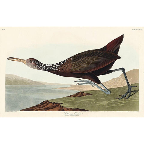 Scolopaceus Courlan Black Modern Wood Framed Art Print with Double Matting by Audubon, John James