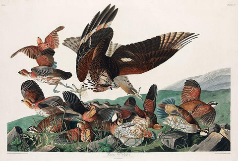 Virginian Partridge Black Ornate Wood Framed Art Print with Double Matting by Audubon, John James