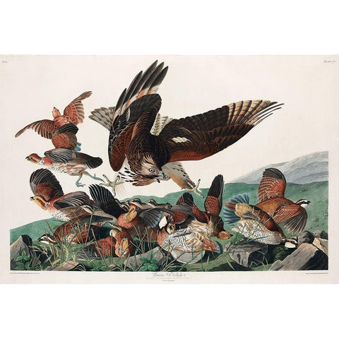 Virginian Partridge Black Modern Wood Framed Art Print with Double Matting by Audubon, John James