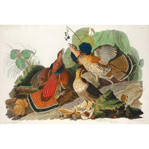 Ruffed Grouse Gold Ornate Wood Framed Art Print with Double Matting by Audubon, John James