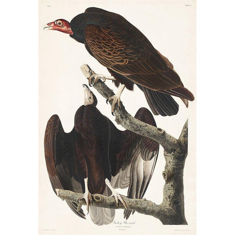 Turkey Buzzard White Modern Wood Framed Art Print by Audubon, John James